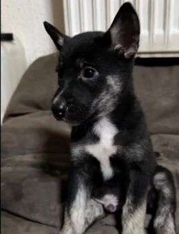 Husky Bordercollie Mix - Bogen Zentrum