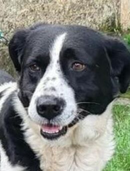 COOPER 3 wäre so gern dein Freund - Hof