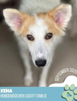 Xena- Couchplätzchen gesucht - Nürnberg