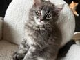 Wunderschöne Maine Coon Kitten in 34298