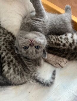 Zauberhafte Bkh kitten suchen Zuhause - Hartha