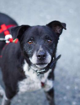 Senior BOWIE sucht liebes Zuhause - Neuberg