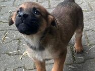 Malinois x Golden Retriever Welpen