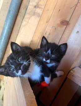 Katzenbabys - Rosenbach (Vogtland)