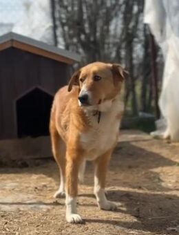 🐶Sanfter Pedro sucht Schutz💛 - Eislingen (Fils)