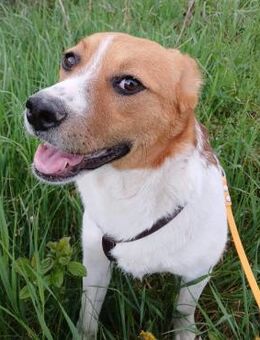 🧡Liebes Hundemädchen Phoebe🧡 - Eislingen (Fils)