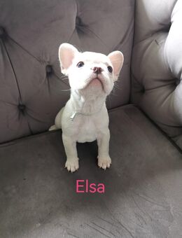 Französische Bulldogge Welpen geboren am 09.07.25 - Gummersbach