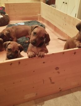 Rhodesian Ridgeback Welpen - Kisdorf