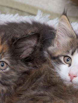 Norwegische Waldkatzen mit Stammbaum - Chemnitz