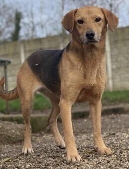 Biba, Hündin kastriert, ca. 4 Jahre - Wegberg