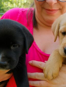 Labrador Welpen in goldigem gelb und schwarz Labradorwelpen - Möckern Dörnitz