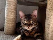 Bengal Kater (Blue) ,8 mon mit Ahnentafel - Wriezen