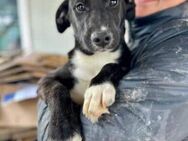ALBIE ~ tolles, kleines Männlein - Duisburg