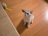 Süßer BKH Kater 17wochen such neue Familie - Bremen