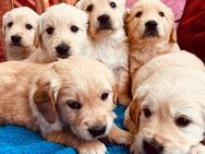 Golden Retriever Welpen - Bastheim