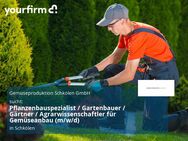 Pflanzenbauspezialist / Gartenbauer / Gärtner / Agrarwissenschaftler für Gemüseanbau (m/w/d) - Schkölen