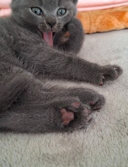 🐾 Letzter British Kurzhaar Kater – ab sofort abgabebereit 🐾 - Fürth