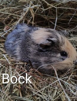 Meerschweinchen Bock Böcke 8 Wochen - Högsdorf