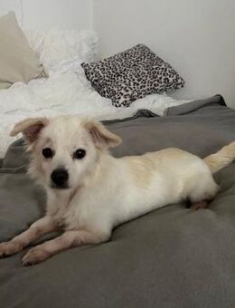 Ida - offen, verschmust - in DE - Westerholt