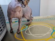 Deckkater Sphynx Elf - Würzburg