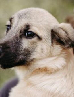 Urmel süßer Welpe - Kallmünz