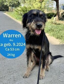 Warren evtl. Griffon mix 53 cm 1 Jahr - Finning