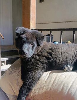 CHUNKY - immer auf der Suche nach ... - Overath