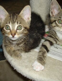 Kitten Mixt - Neunkirchen-Seelscheid