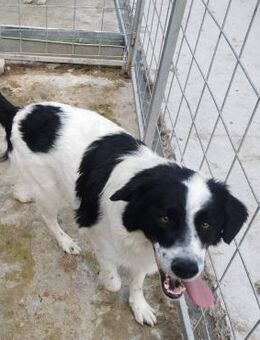 Silas sucht ein nettes Zuhause - Blankenheim (Nordrhein-Westfalen)