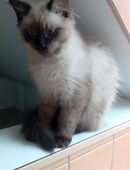 Mixkater sucht zu hause in 09577