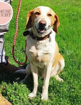 Kuschelmaus WINTER sucht ihr Glück ❤️ - Saarbrücken