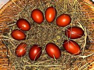 Schokoeier/ Bruteier/ Marans/ Hühner - Blankenburg (Harz) Hüttenrode