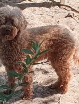 Boomer # - Wolfhagen