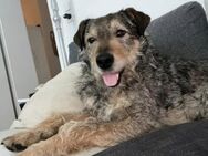 Charly sucht sein Zuhause 💙 - Kalkar
