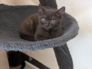 BKH Kitten chocolate Auszugsbereit - Reichshof