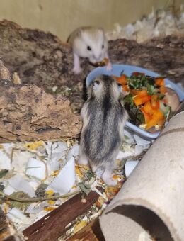 Hamster - Kerpen (Kolpingstadt)