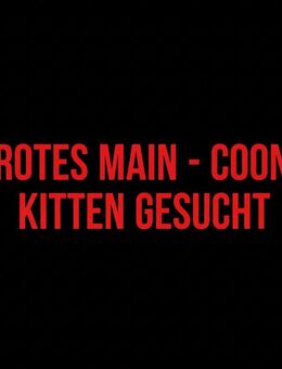 Rotes Main - Coon Kitten gesucht - Stolberg (Rheinland, Kupferstadt)