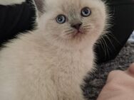 Wunderschöne British shorthair Kätzchen - Ulm
