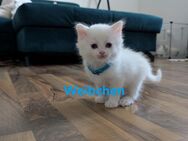 BKH/Ragdoll Kitten - Gummersbach Zentrum