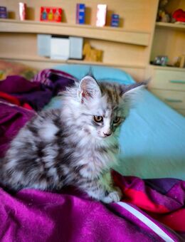 Maine Coon Kitten Mädchen abzugeben - Schwaig (Nürnberg)