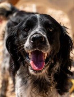 Flek sucht seinen Weggefährten 🐶 - München