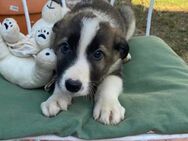 Süßer Benny sucht eine Familie! - Althütte