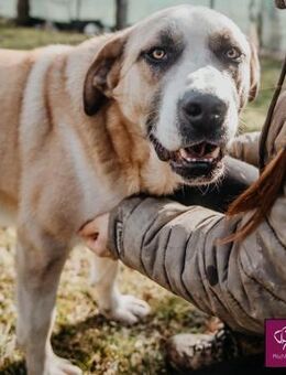 Liebenswerter Denzel sucht ein Zuhause❣️ - Spenge
