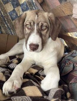 Hazel - eine liebevolle Schönheit - Krefeld