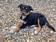 Australian shepherd Mix welpen - Niederzier