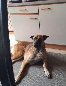 Belgischer Schäferhund Chapo - Sulzbach (Saar)