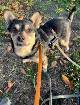 verschmuste LOTTI sucht ihre Menschen - Kallmünz