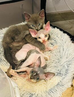 Katzenbabys Devon Rex/Don Sphynx ab Mitte Oktober abgabebereit - Burgwedel