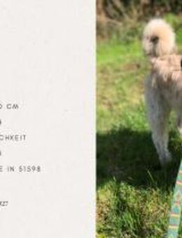 Elvis - Ein kleiner Charakterkopf sucht - Duisburg