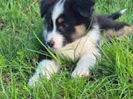 Australian Shepherd Welpen ab 10.5.25 abzugeben - Rühen